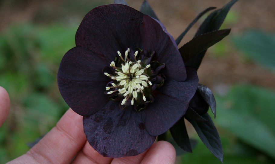 Морозник ягоды кустарник