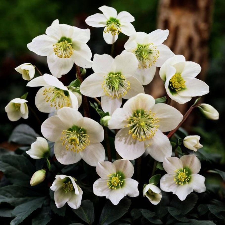 Helleborus niger