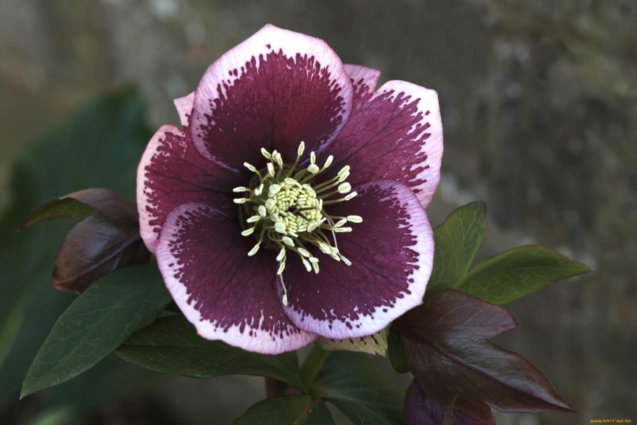 Морозник дабл эллен пурпл