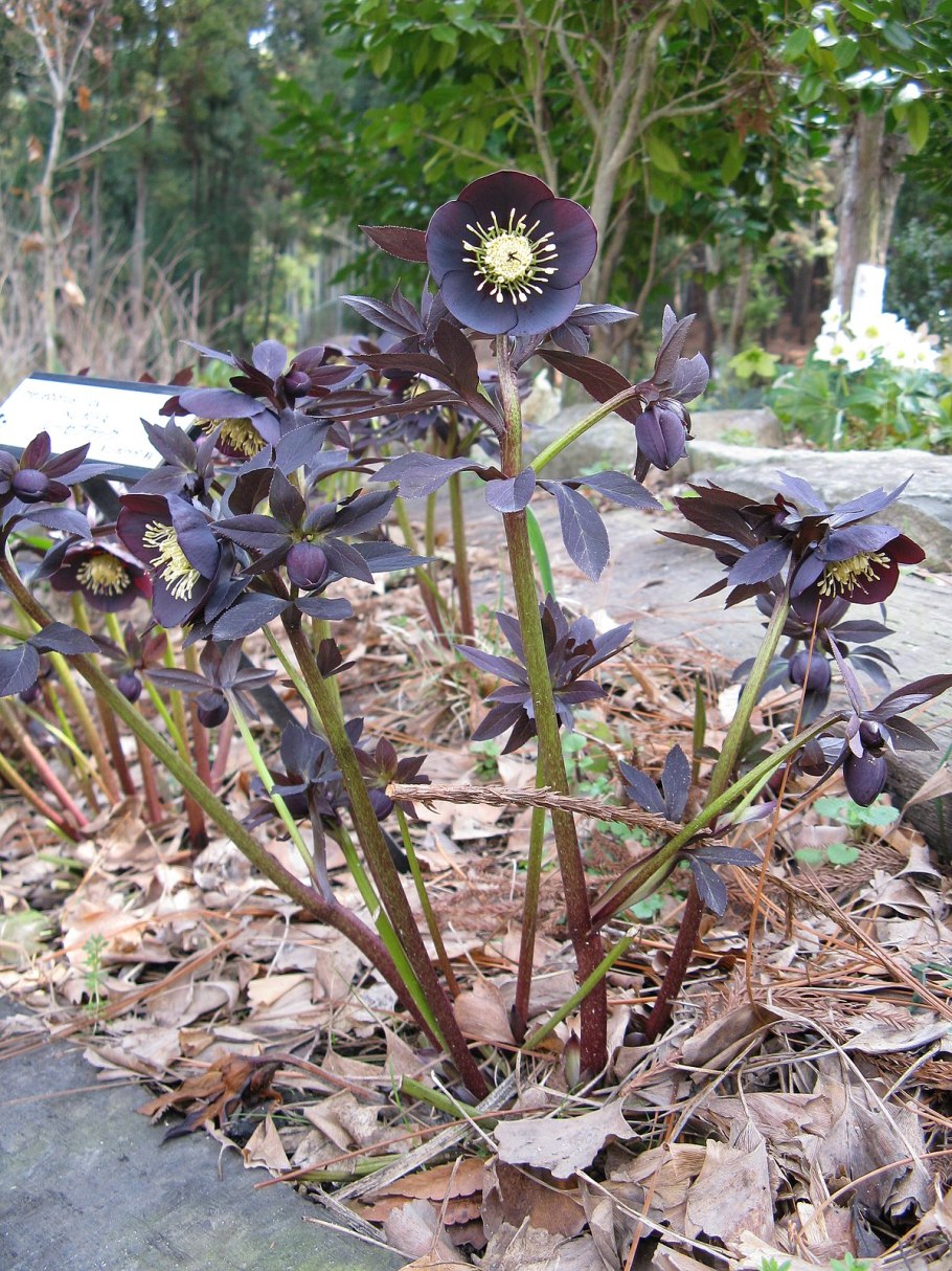 Морозник Дабл Эллен Пепл