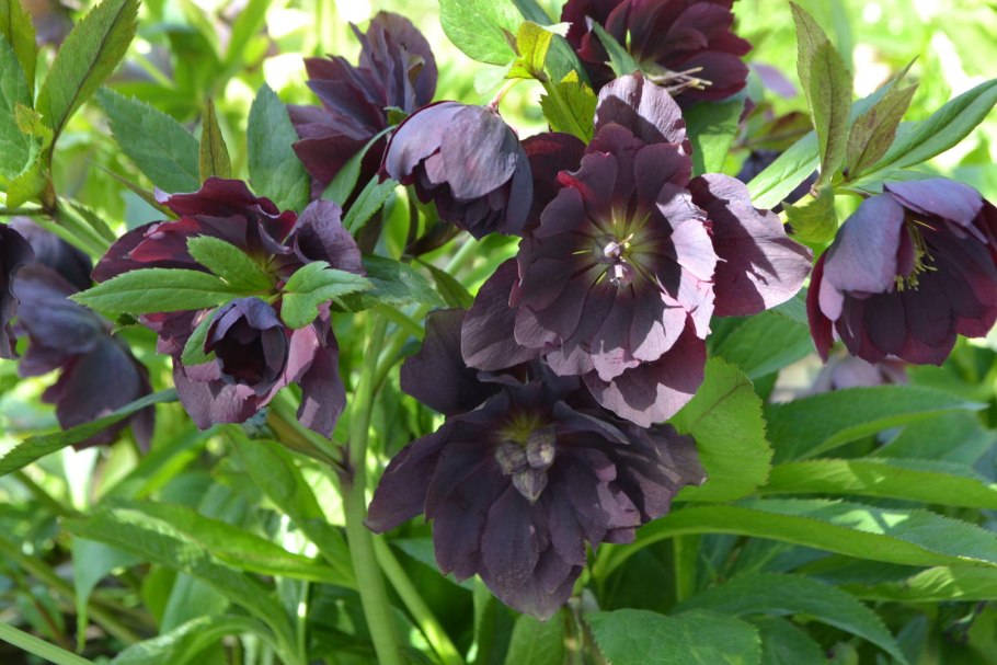 Морозник (геллеборус) черный