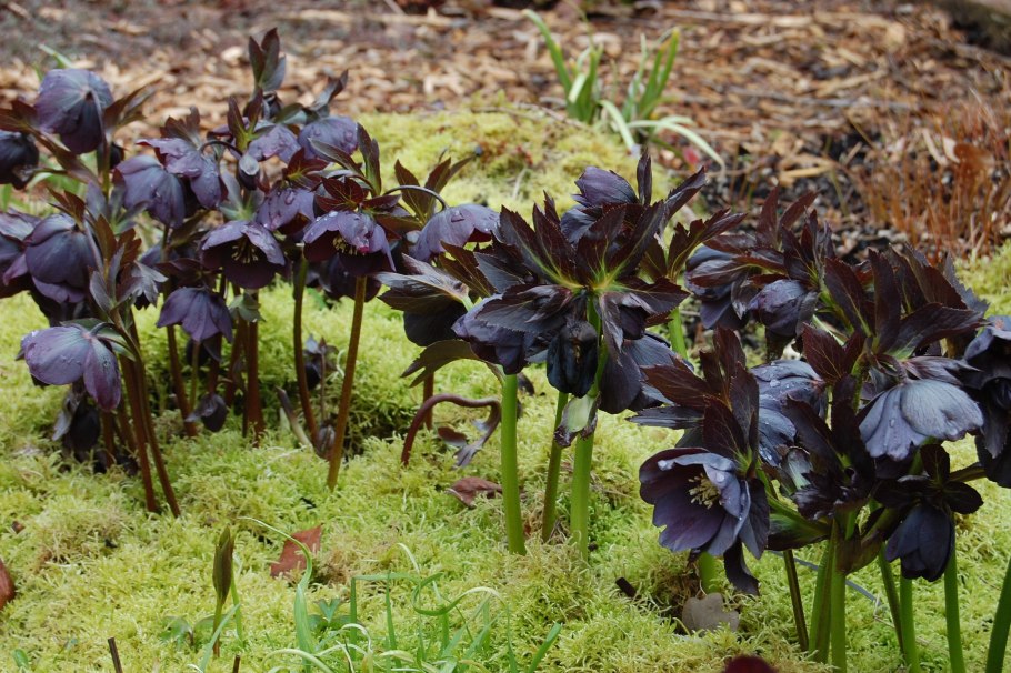 Морозник Double Ellen Purple