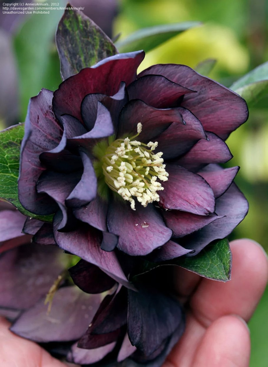 Морозник на даче в Ленинградской