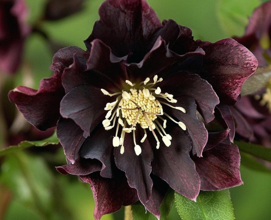 Морозник дабл эллен пурпл