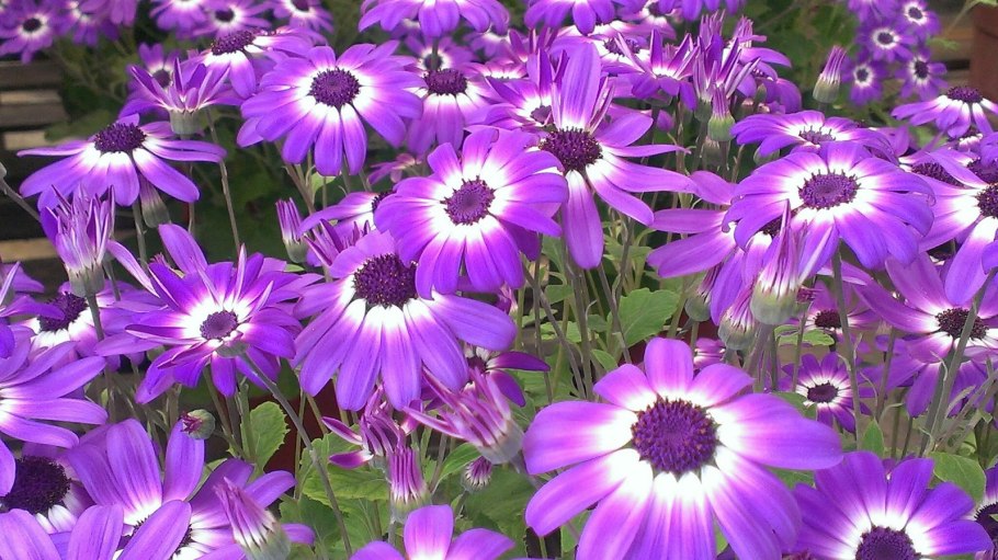 Вьюнок трехцветный голубой