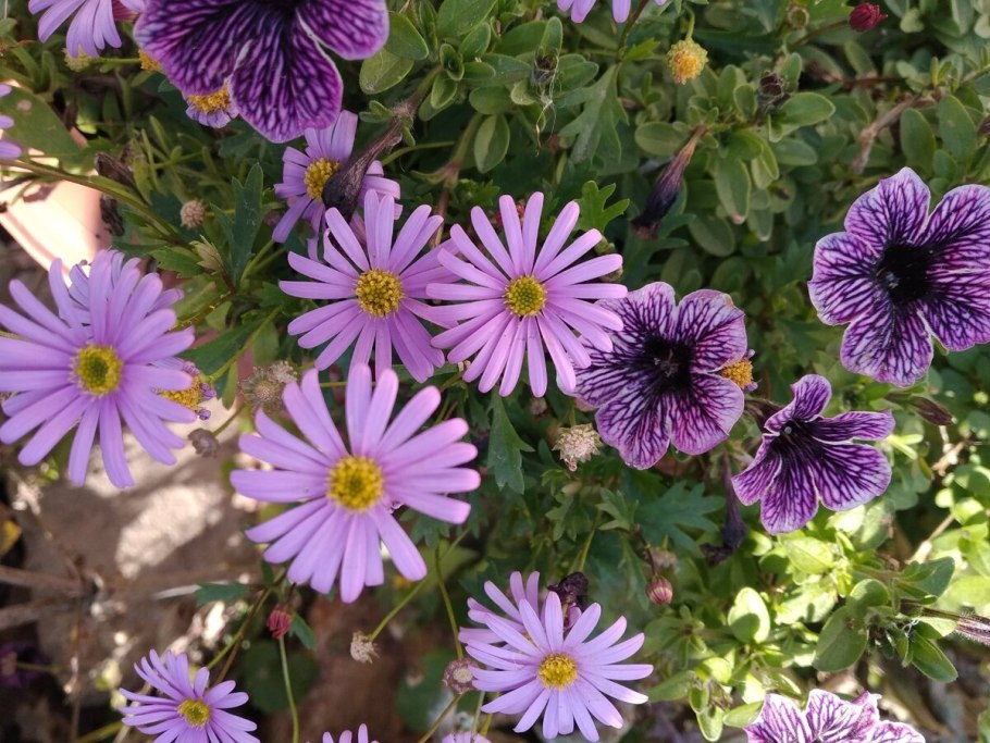 Сальпиглоссис выемчатый