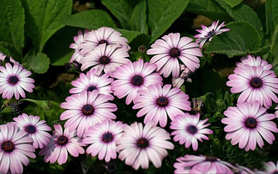 Раноцветущие однолетники