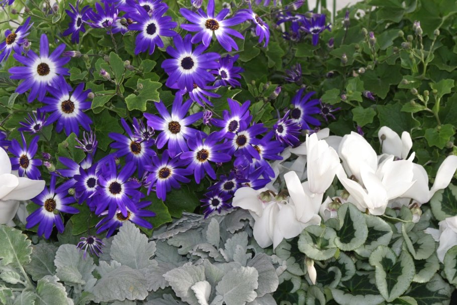 Цинерария рассада