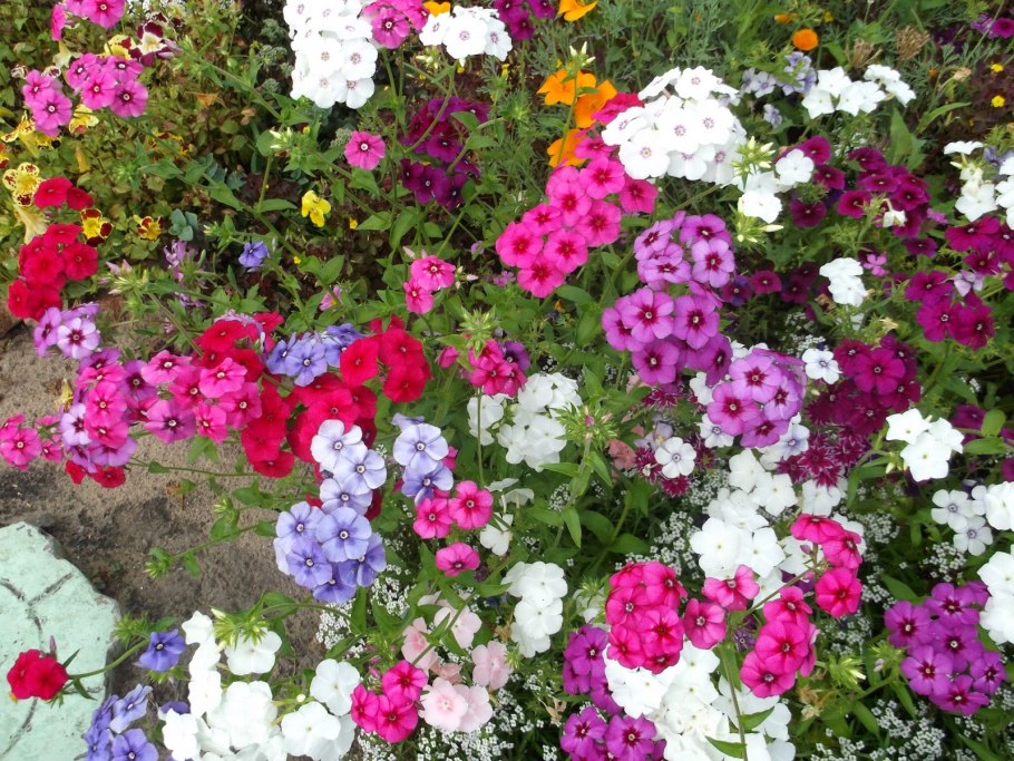 Раноцветущие однолетники