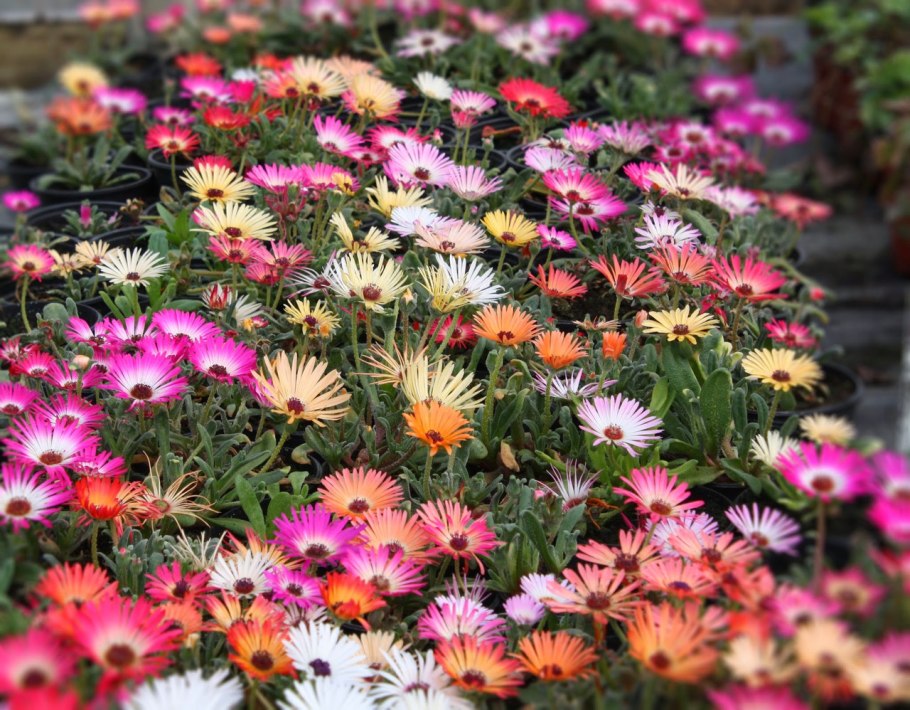 Остеоспермум Санни Мари