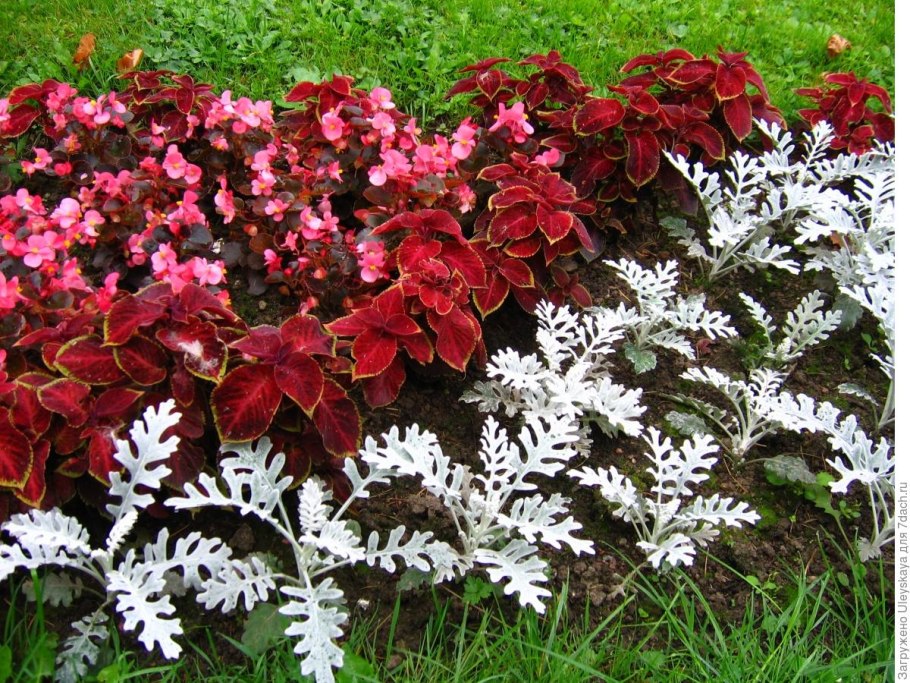 Цинерария сальвия колеус