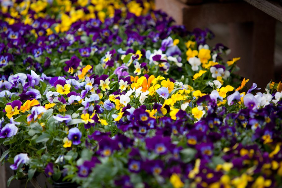 Флокс друммонда Фердинанд