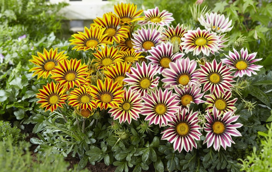 Целозия перистая Павлин