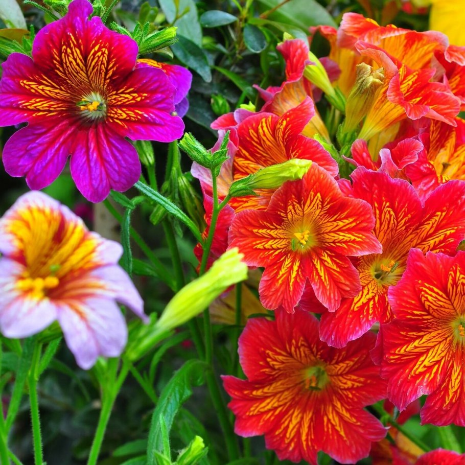 Сальпиглоссис выемчатый