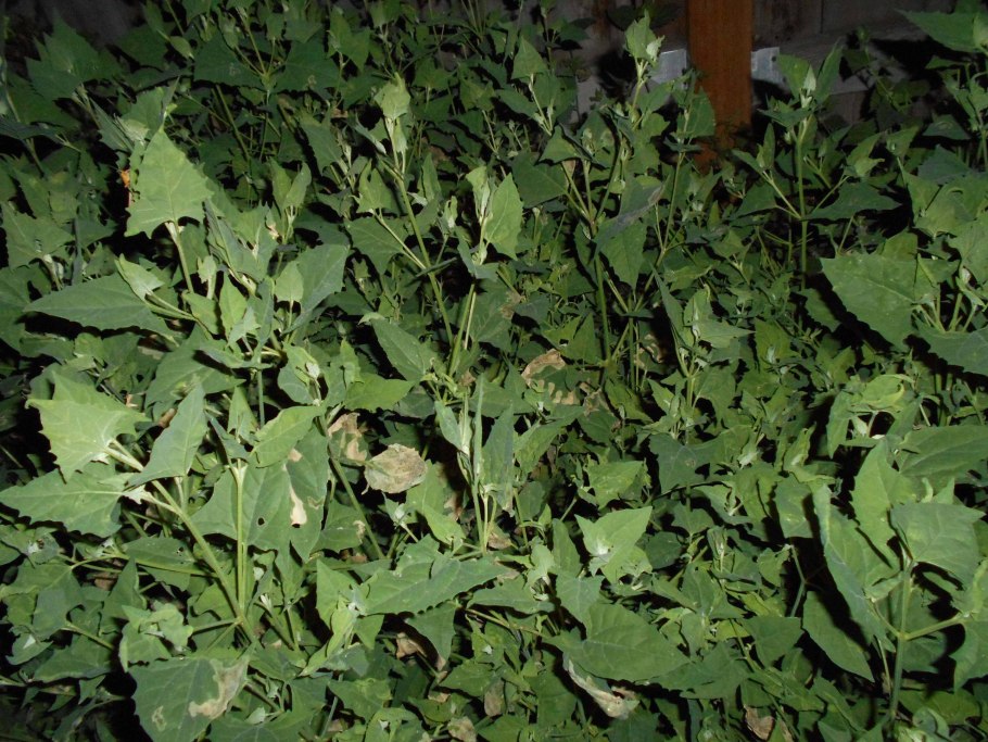 Лебеда продолговатолистная