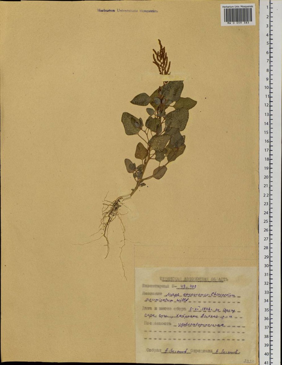 Амарант обыкновенный щирица