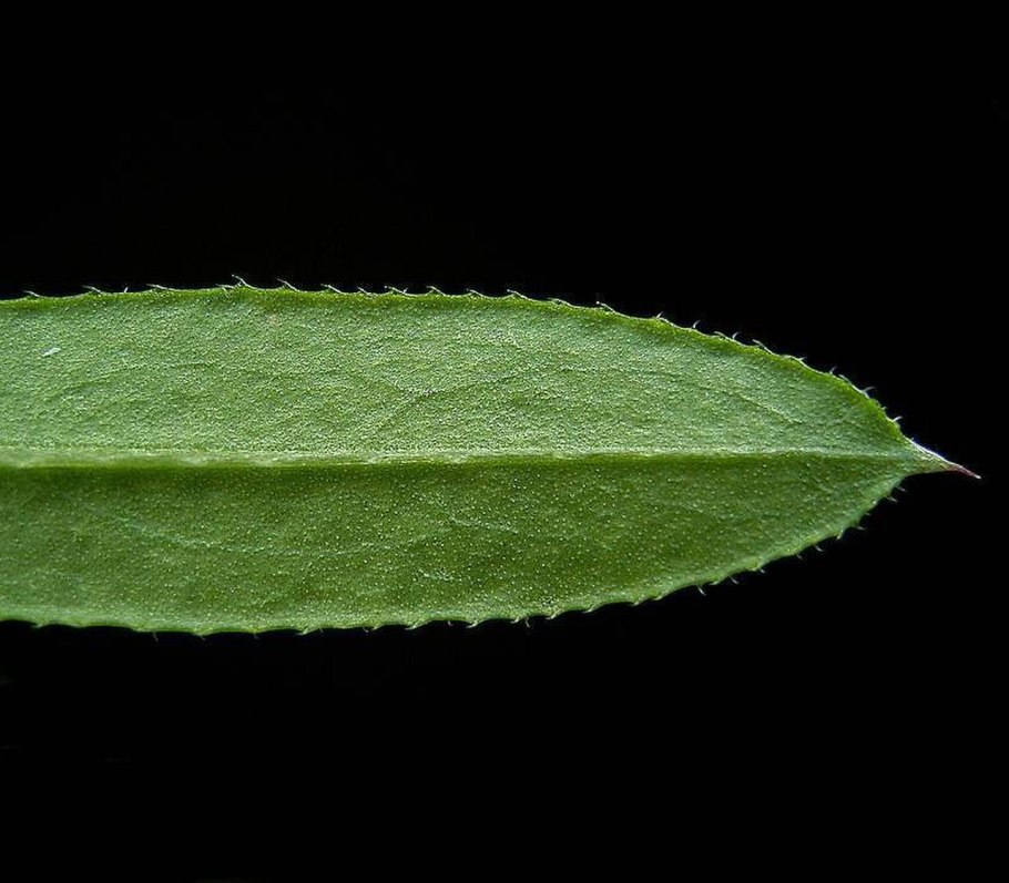 Symphyotrichum chilense