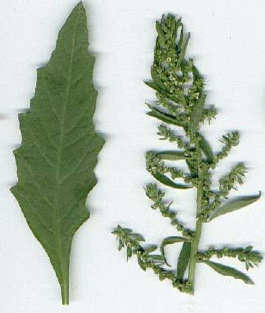 Chenopodium ambrosioides