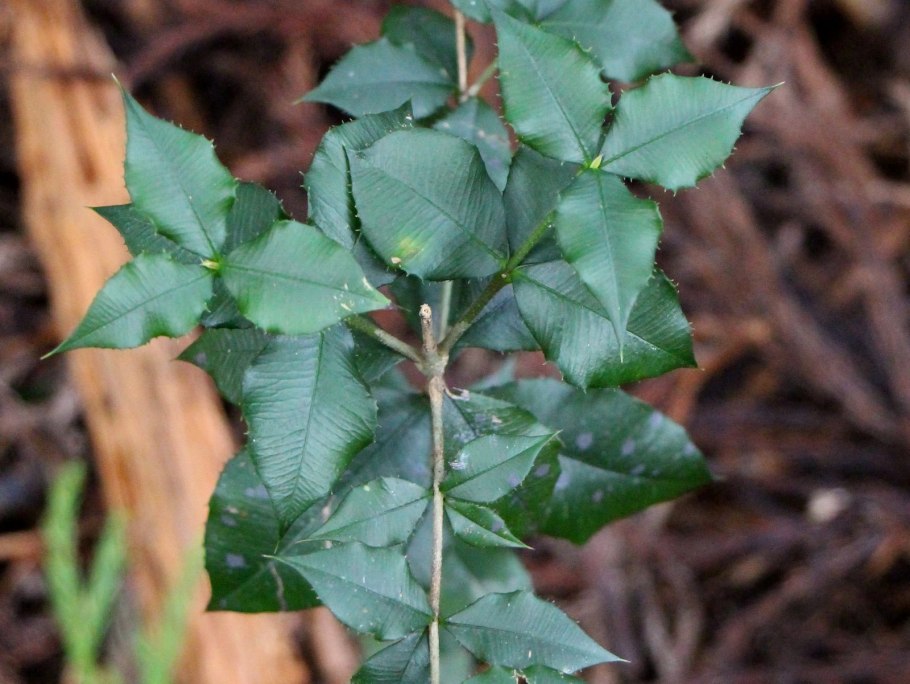 Марь белая (Chenopodium album)