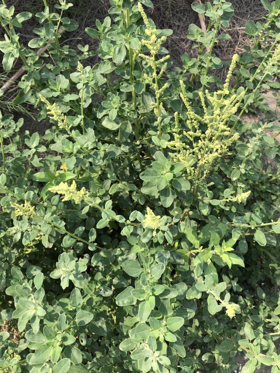 Марь остроконечная фото