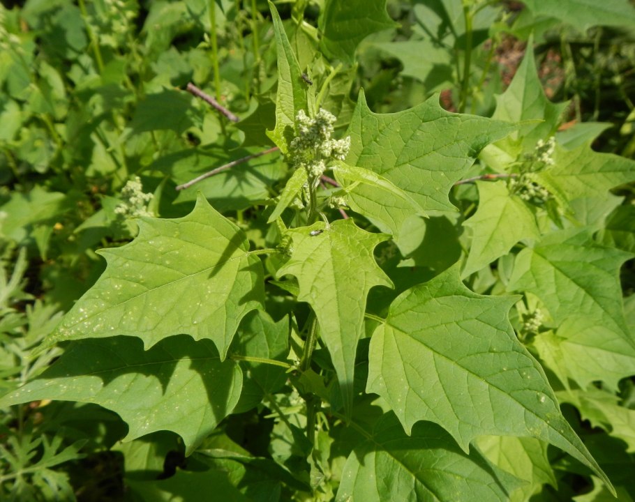 Chenopodium hybridum