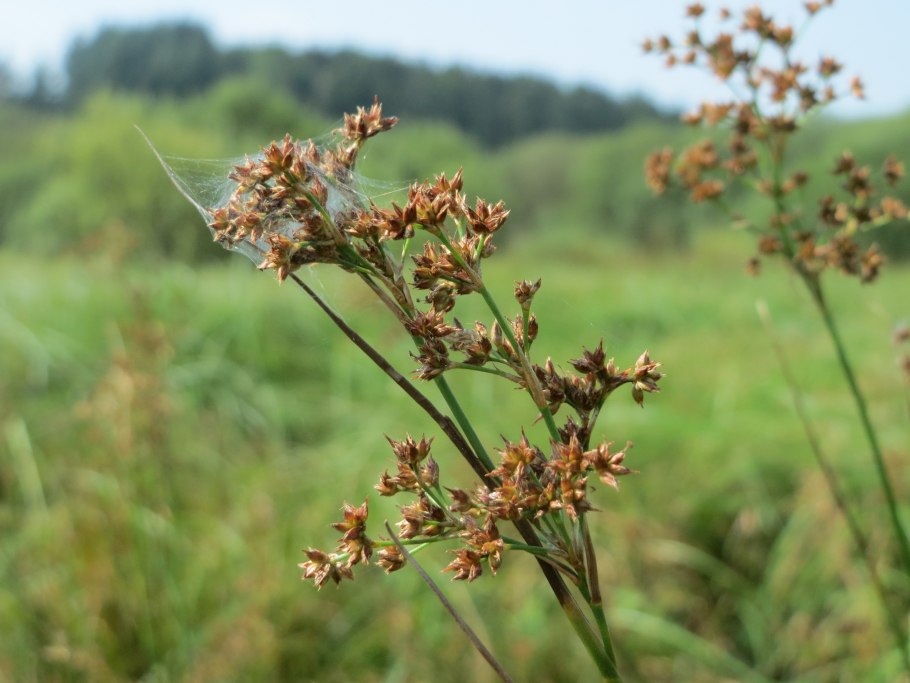 Меч-трава обыкновенная - cladium mariscus