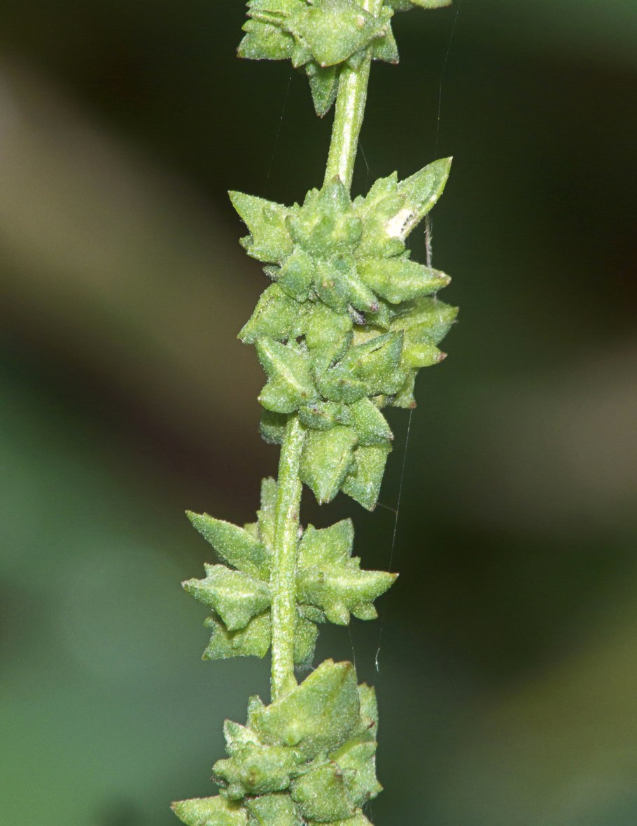 Atriplex patula