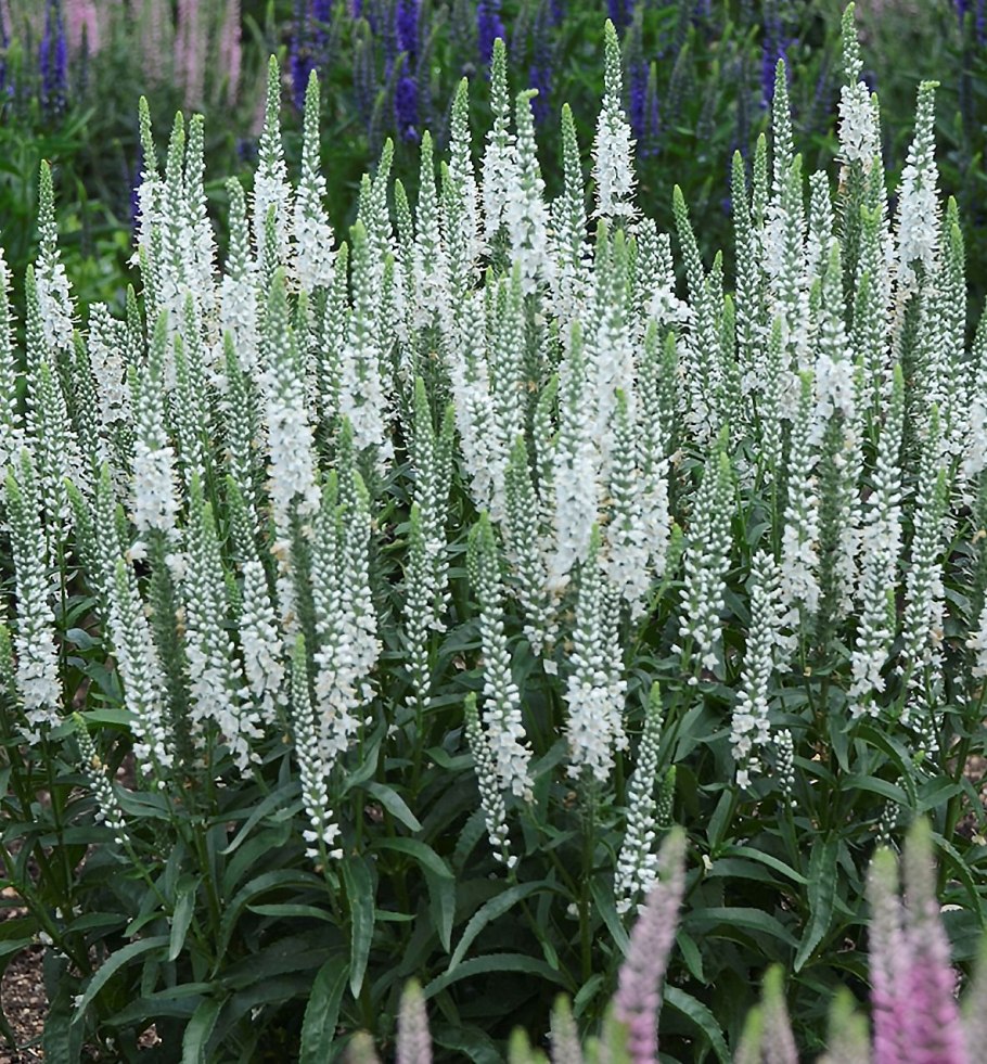 Вероника колосковая Alba