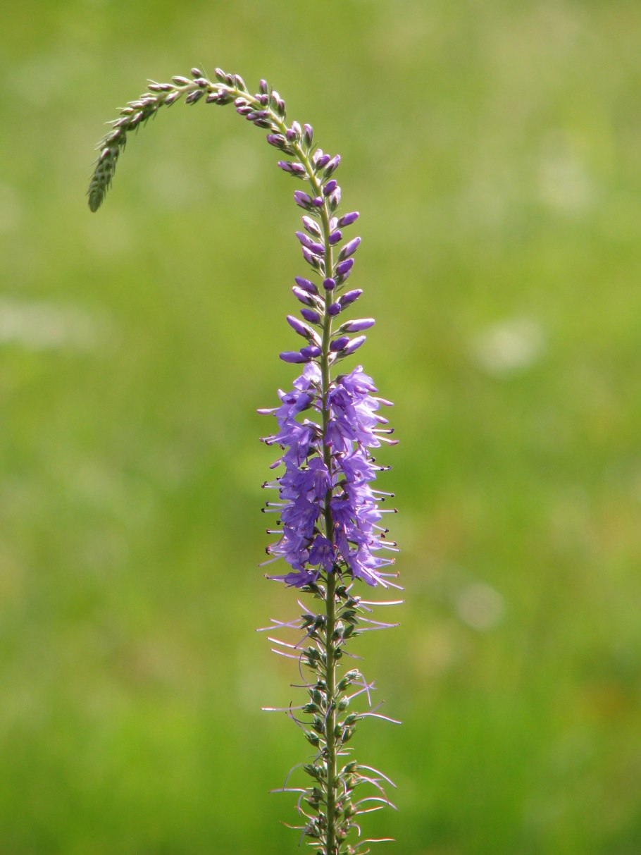 Вероника (растение) Подорожниковые