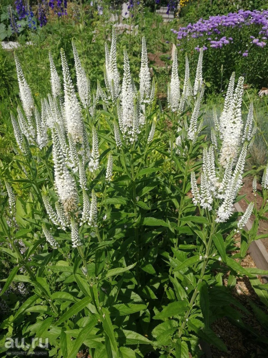 Многолетники Вероника длиннолистная