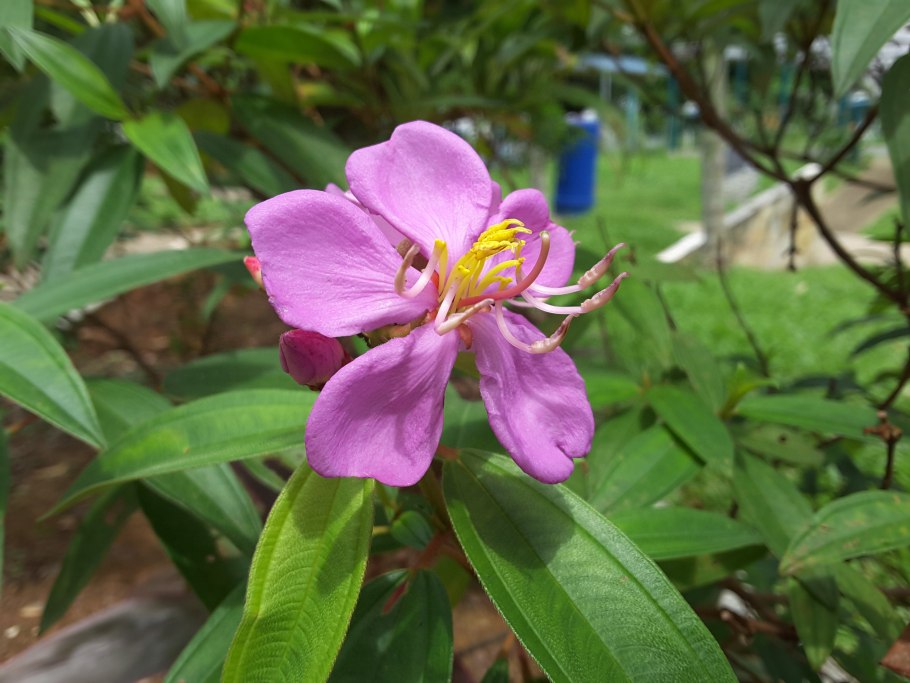 Меластома куст