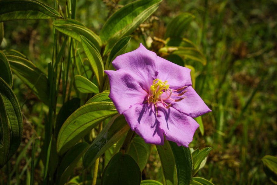 Melastoma sanguineum
