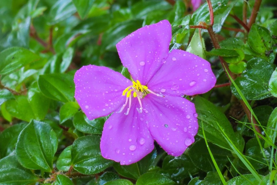 Виола гибридная Sweet Pea