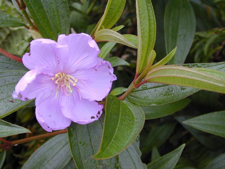 Меластома куст