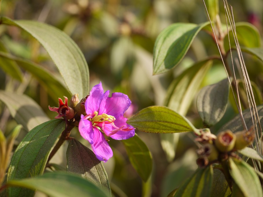 Tibouchina semidecandra
