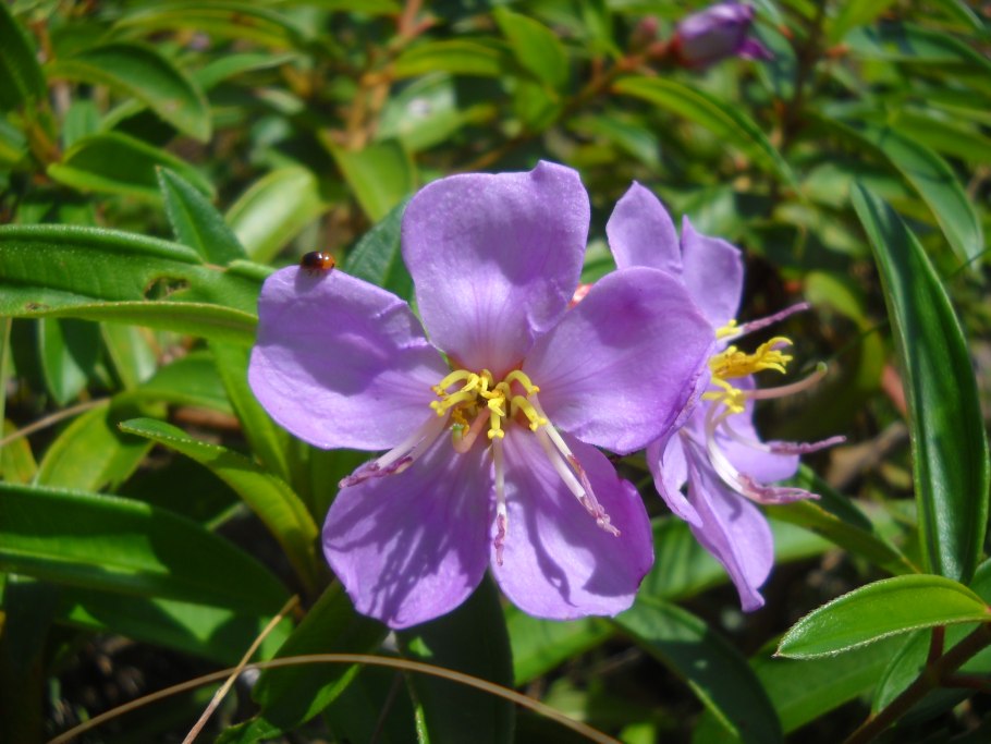 Melastoma sanguineum