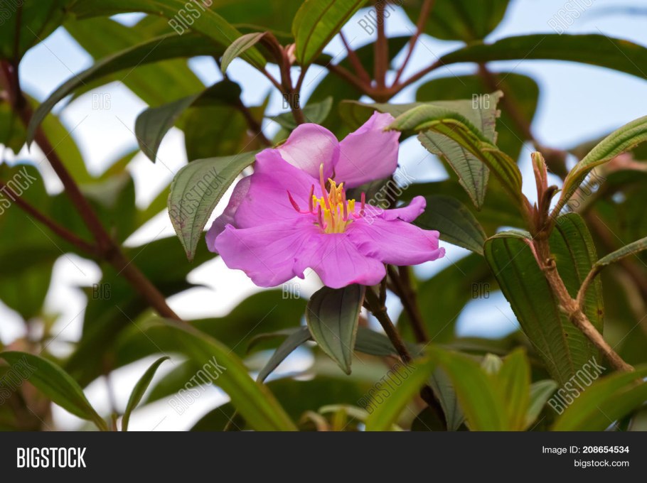 Растения семейства Меластомовые