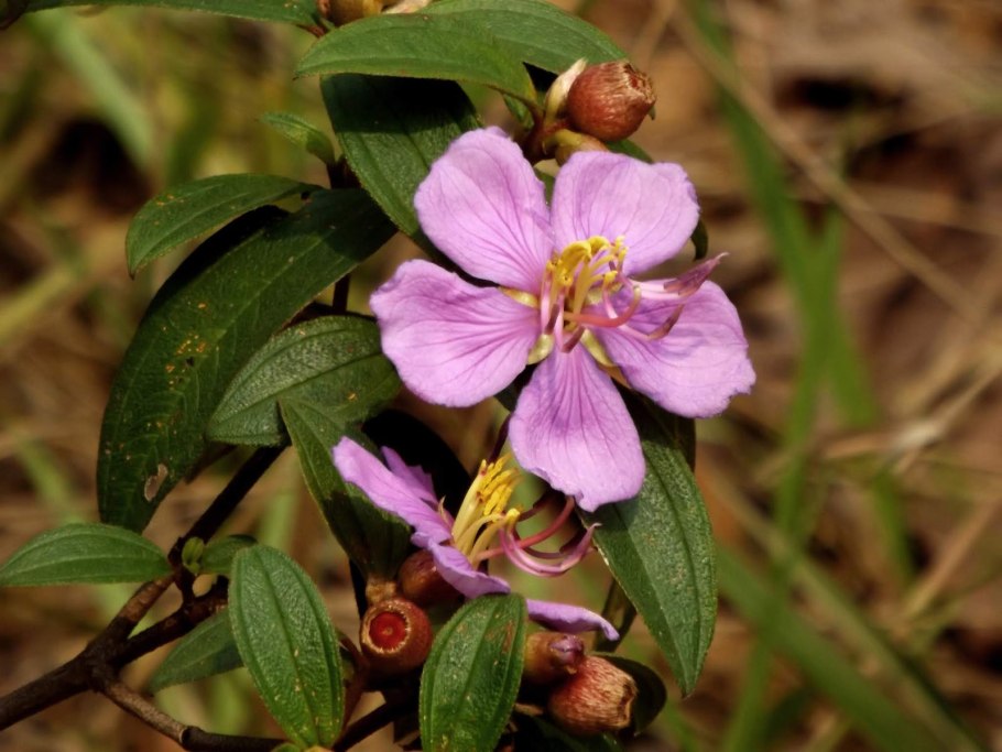 Малабар собака