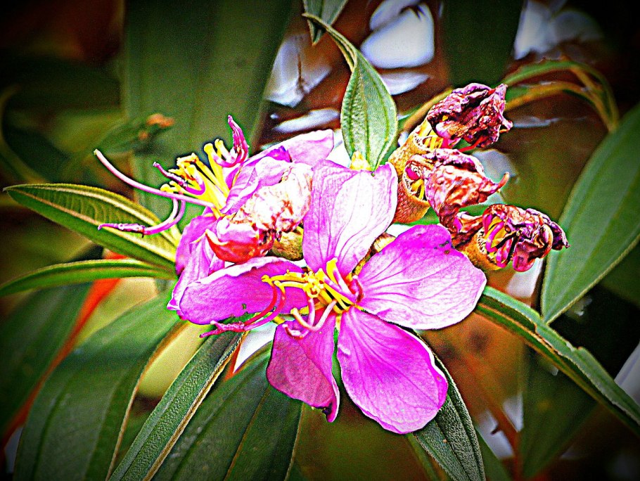 Меластома куст