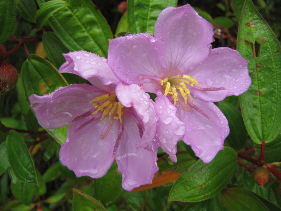 Меластома кустарник