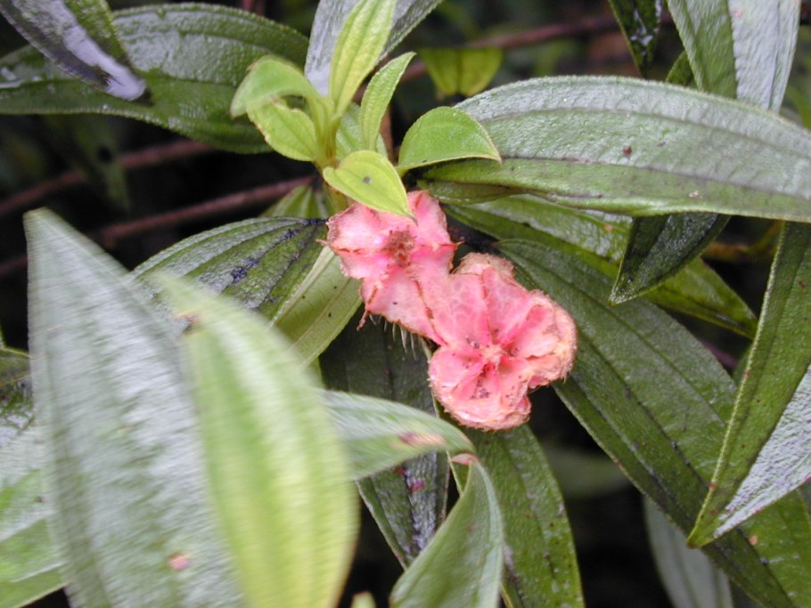 Symphyglossum sanguineum