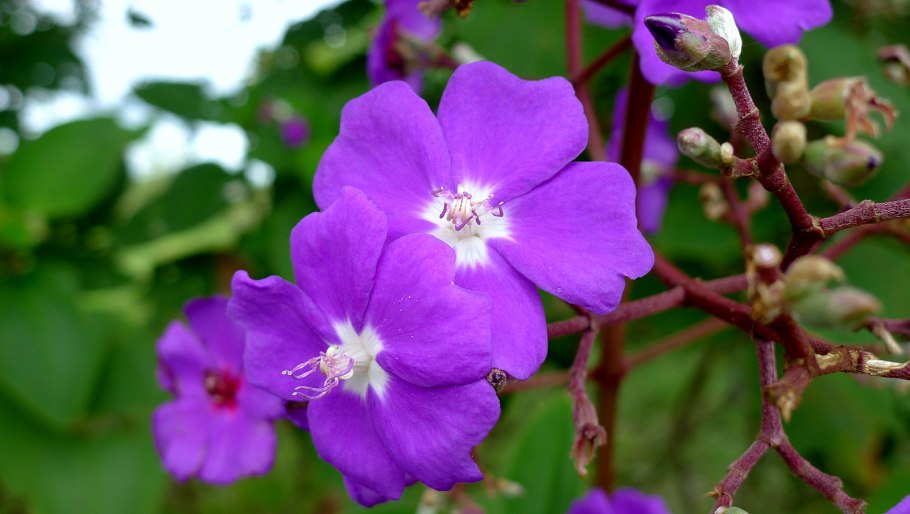 Магдалена растение