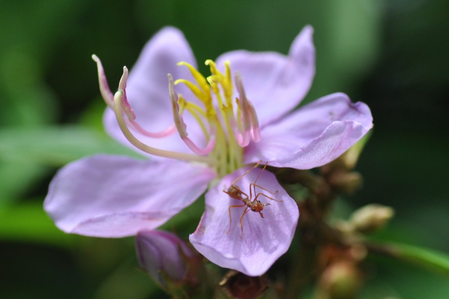 Melastoma malabathricum