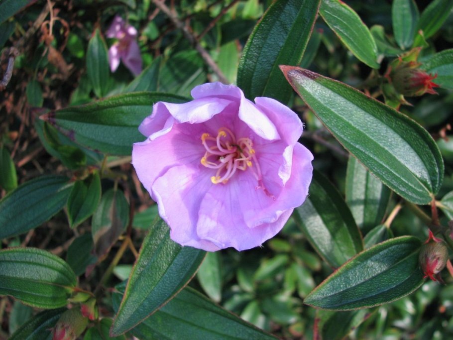 Флора Индонезии