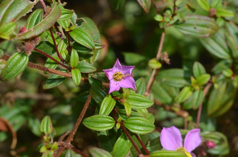 Osbeckia octandra