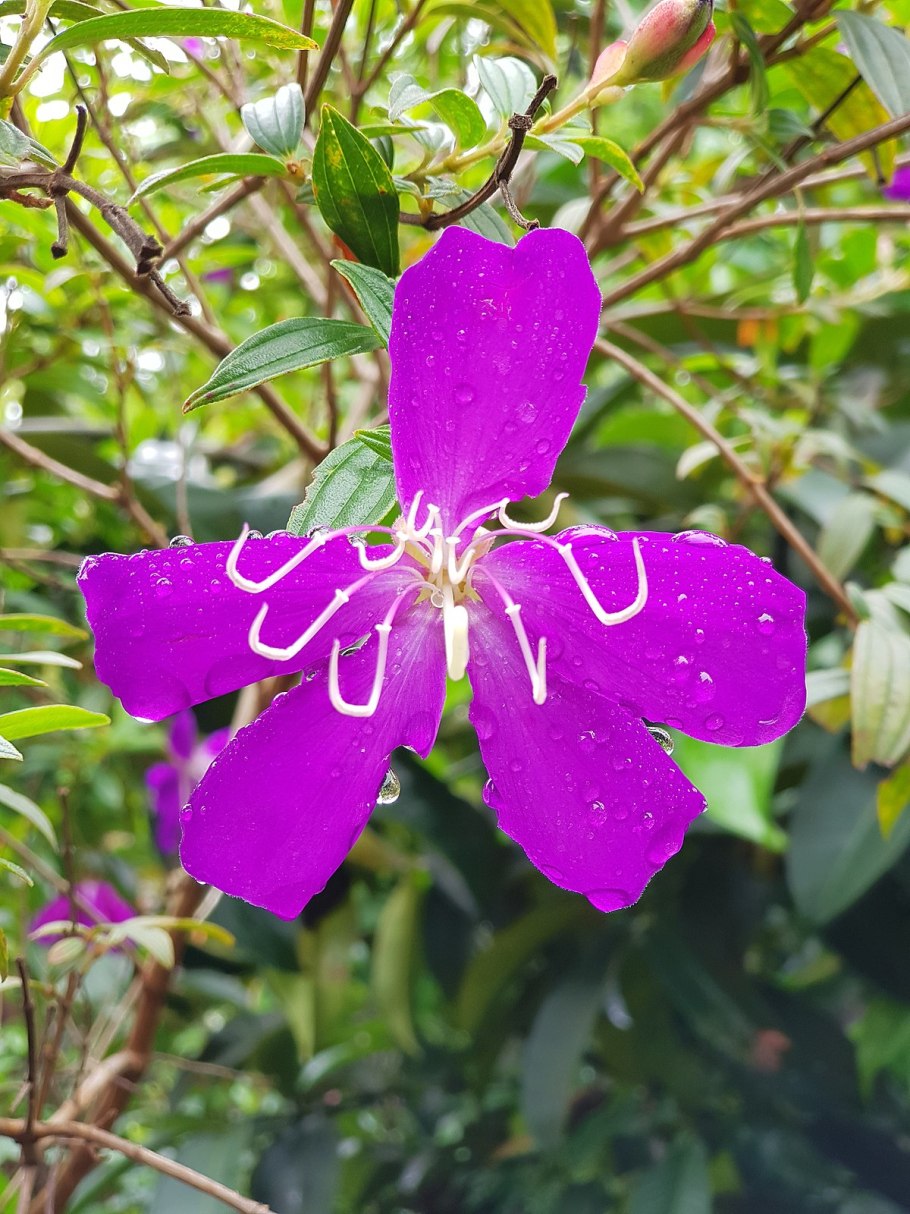 Melastoma malabathricum