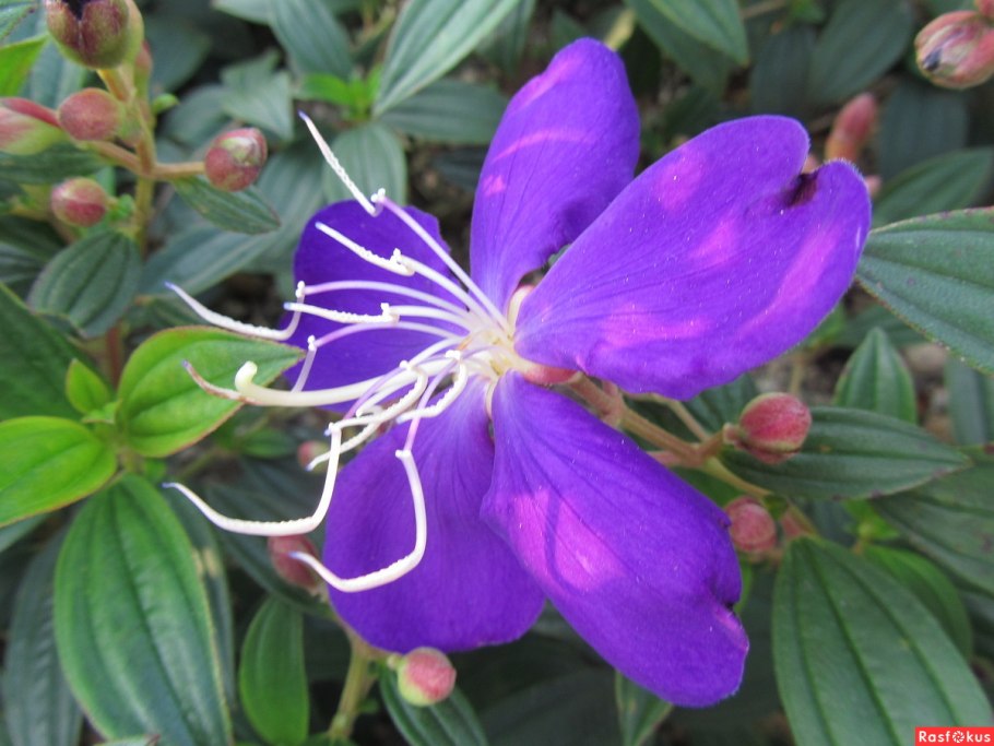 Melastoma malabathricum Brown Leaf) карликовая Тибухина