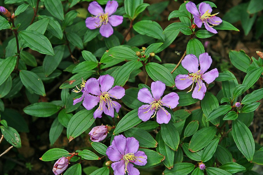 Melastoma malabathricum