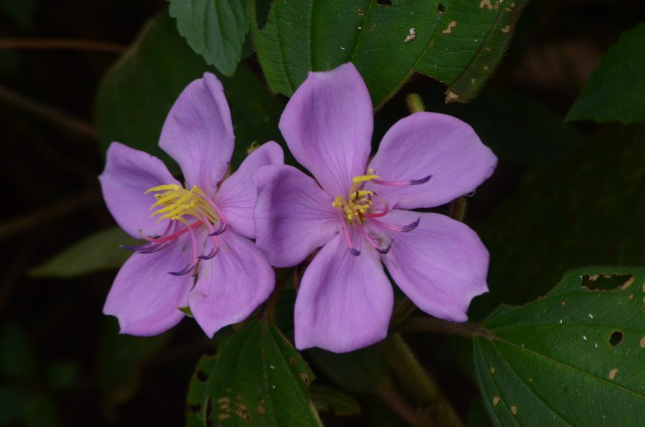 Тибухина мутабилис