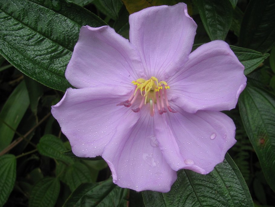 Виола сладкий горошек